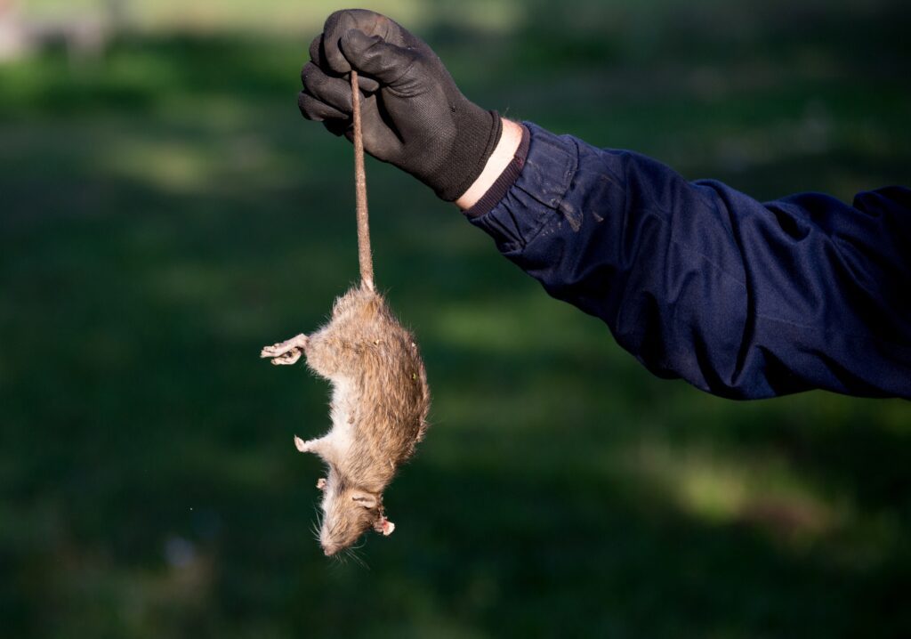 Dead mouse being held by a man with a glove