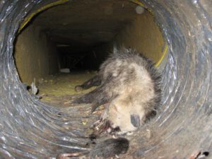 dead rodent inside an air duct vent