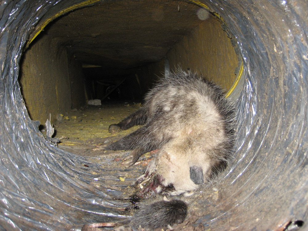 dead rodent inside an air duct vent