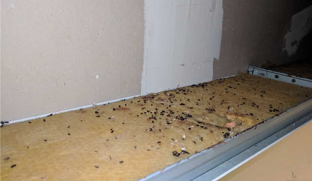 Mouse droppings in ductwork.