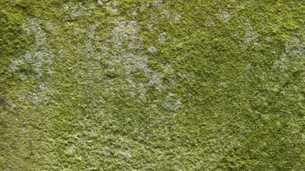 Green mold