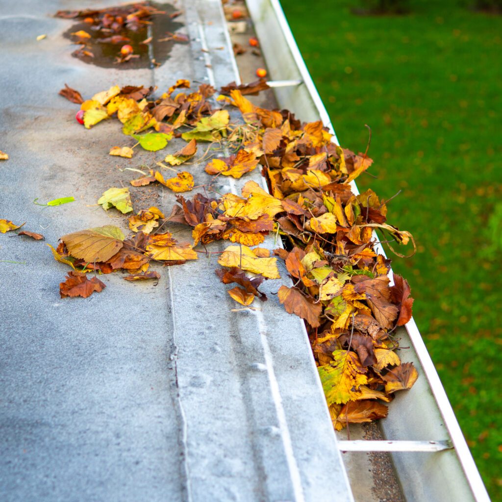 Pile of leaves sitting in a gutter and clogging the downspout.