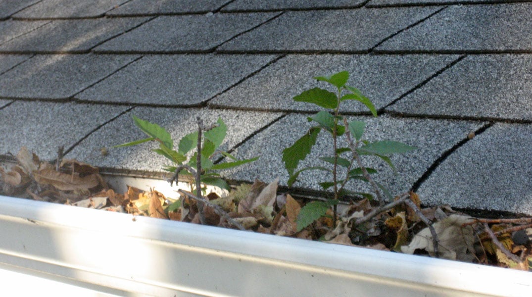 clogged gutter with leaves and weeds growing.